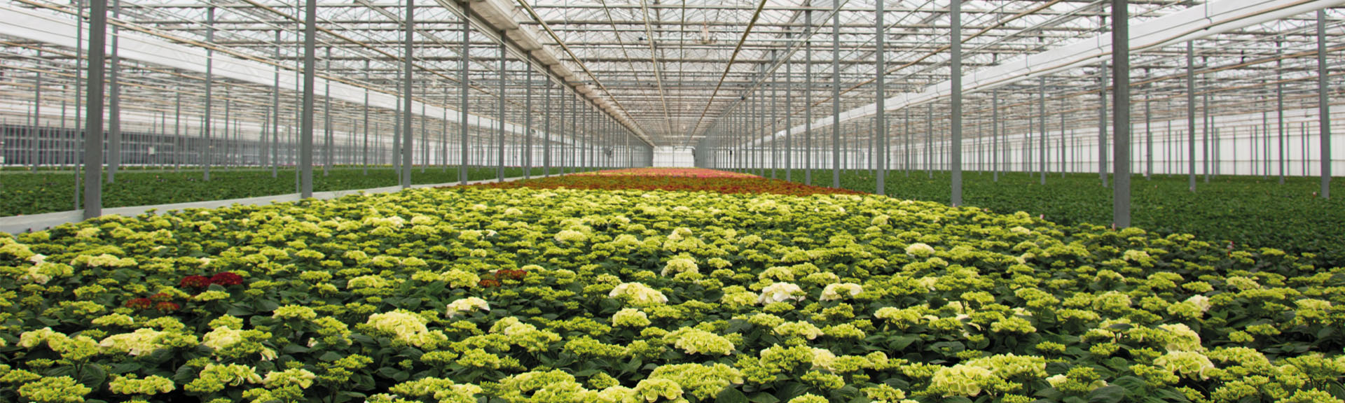 Impressie cyalamenteelt Euflorie Andijk