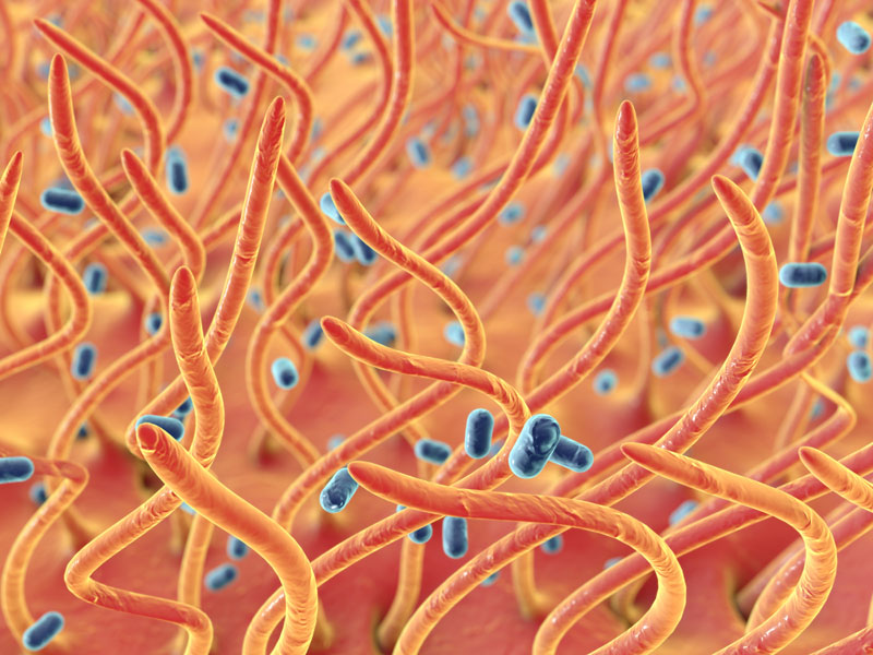 Bacteriën